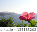海を背景に鮮やかに咲く赤いハイビスカス 奄美大島 135183202