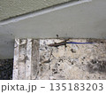 奄美大島の石段に現れた青い尾が美しいバーバートカゲ 135183203
