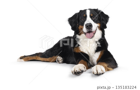 Berner Sennen on white background Berner Sennen on white background 135183224