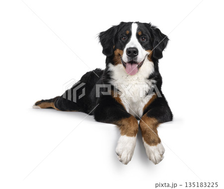 Berner Sennen on white background 135183225
