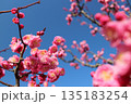 快晴の青空に映える鮮やかなピンク色の梅の花 135183254