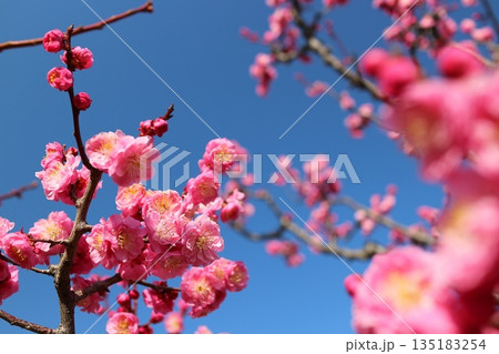 快晴の青空に映える鮮やかなピンク色の梅の花 135183254