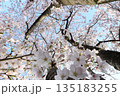 満開の桜の木の下から見上げる春の青空 135183255