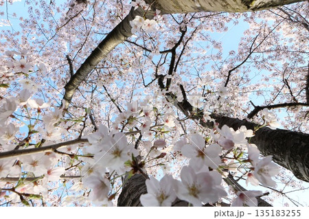 満開の桜の木の下から見上げる春の青空 135183255
