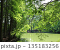 大阪・長居公園の池を囲む新緑の木々 135183256