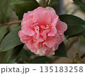 冬の庭を彩る鮮やかなピンク色の八重咲きの椿 135183258