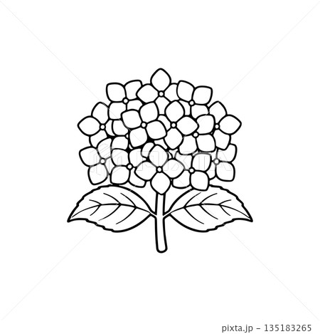 シンプルな紫陽花の線画アイコン 135183265
