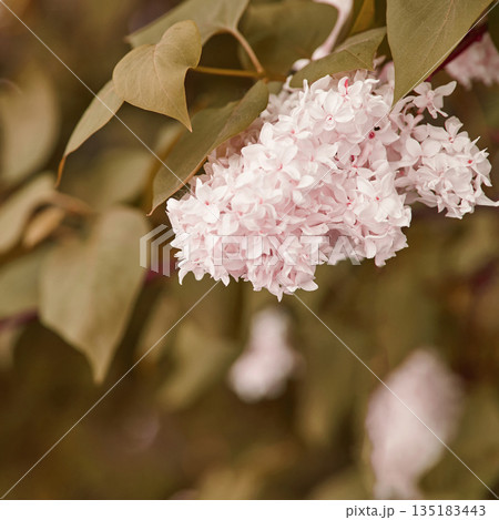 Close-up of delicate pink lilac blossoms among green foliage in natural 135183443
