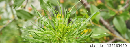 Close-up of vibrant green cannabis plant with leaves in natural outdoor setting Close-up of vibrant green cannabis plant with leaves in natural outdoor setting 135183450