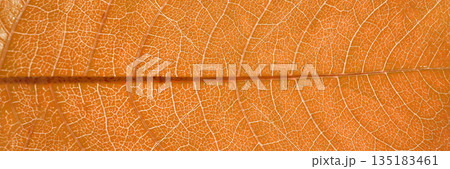 Close-up of orange leaf veins showing detailed natural patterns and textures Close-up of orange leaf veins showing detailed natural patterns and textures 135183461