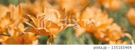 Close-up of vibrant orange tulips in bloom during sunny spring day in garden 135183464