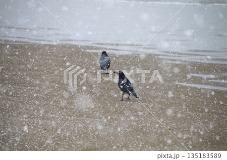 雪の降る砂浜を歩くカラス 135183589