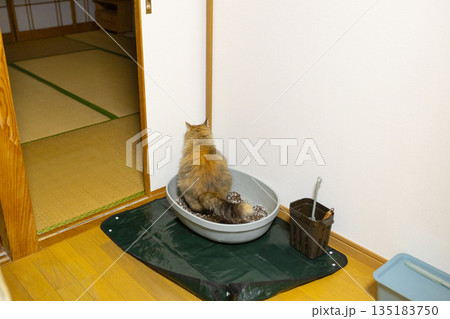 室内の猫用トイレで排泄しているさび猫 135183750