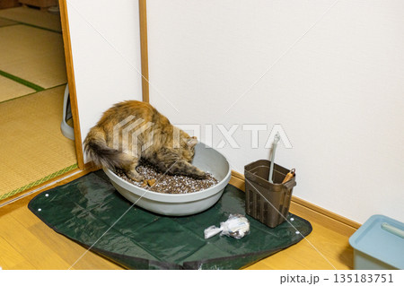 室内の猫用トイレで排泄しているさび猫 室内の猫用トイレで排泄しているさび猫 135183751