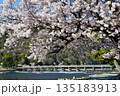 春爛漫の京都嵐山 満開の桜と渡月橋 135183913