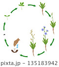 Life cycle of chicory plant on a white background. 135183942
