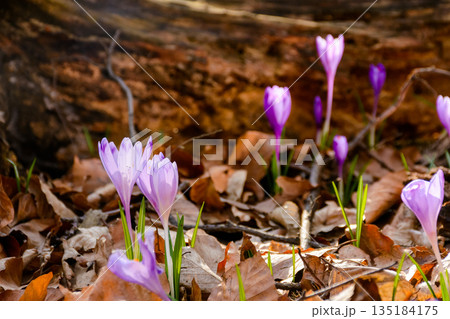 early spring blooming near dry stump in forest. beautiful nature background of transcarpathia for holiday season. beauty of delicate plant in wonderful place early spring blooming near dry stump in forest. beautiful nature background of transcarpathia for holiday season. beauty of delicate plant in wonderful place 135184175