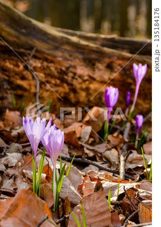 early spring blooming near dry stump in forest. beautiful nature background of transcarpathia for holiday season. beauty of delicate plant in wonderful place 135184176