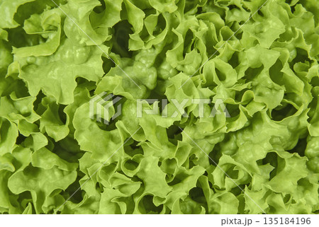 Curly lettuce close up 135184196
