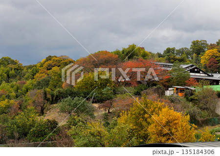 山の辺の道 紅葉した林と民家 山の辺の道 紅葉した林と民家 135184306