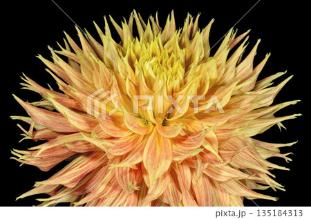 Dahlia bud close up Dahlia bud close up 135184313