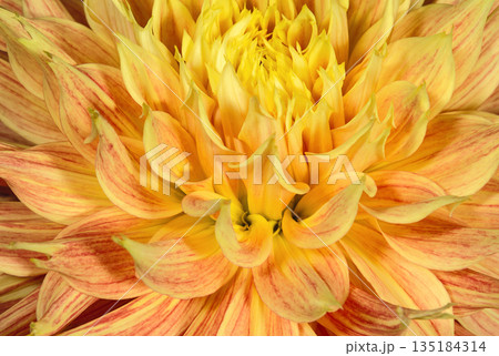 Dahlia flower bud of orange color close up Dahlia flower bud of orange color close up 135184314