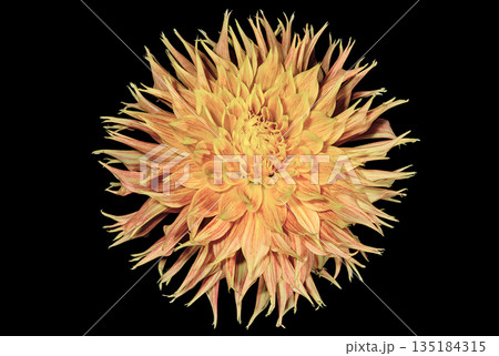 Dahlia flower close up 135184315