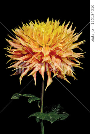 Dahlia flower on a black background Dahlia flower on a black background 135184316
