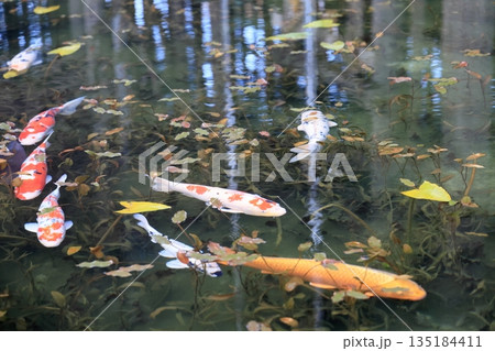 モネの池 モネの池 135184411