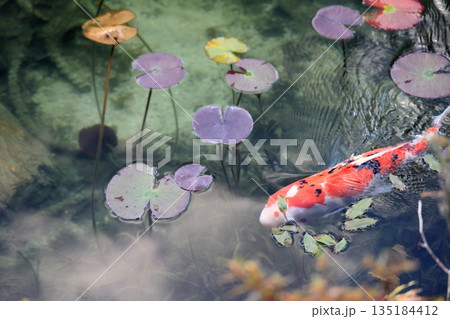 モネの池 135184412