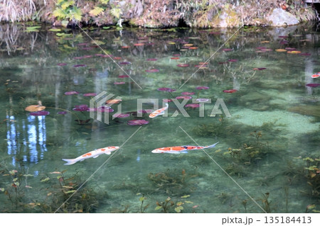 モネの池 135184413
