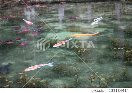 モネの池 モネの池 135184414