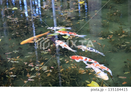 モネの池 モネの池 135184415