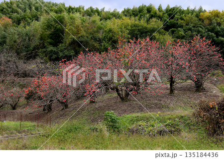 山の辺の道　たわわに実る柿の実をつけた木々 135184436
