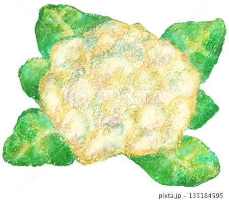カリフラワーのイラスト オイルパステル画 カリフラワーのイラスト オイルパステル画 135184595