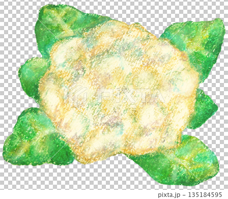 カリフラワーのイラスト オイルパステル画 カリフラワーのイラスト オイルパステル画 135184595