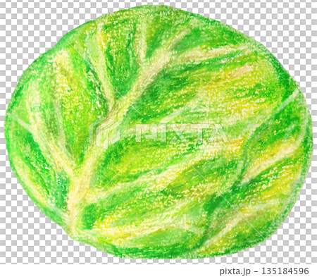Cabbage illustration oil pastel drawing Cabbage illustration oil pastel drawing 135184596