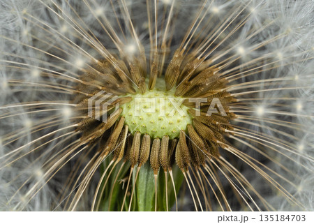 Dandelion head with seeds surrounded by fluff close up 135184703