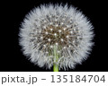 Dandelion round head with white fluff 135184704