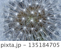 Dandelion's fluff background 135184705