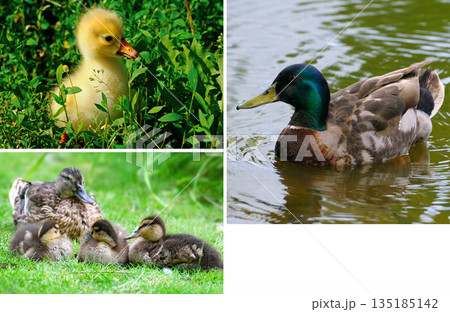 Wild Waterfowl Family Portraits with Newborn Birds Wild Waterfowl Family Portraits with Newborn Birds 135185142