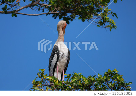 The Painted Stork bird (Mycteria leucocephala) on tree in nature The Painted Stork bird (Mycteria leucocephala) on tree in nature 135185302