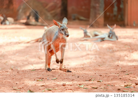 The kangaroo is stay in garden The kangaroo is stay in garden 135185314
