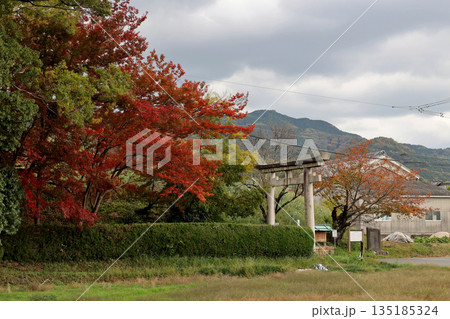 山の辺の道　紅葉した木々と夜都伎神社の鳥居 135185324