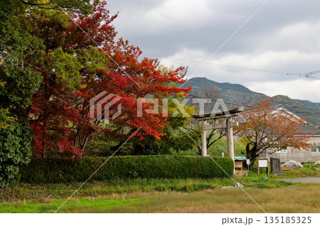 山の辺の道　紅葉した木々と夜都伎神社の鳥居 135185325