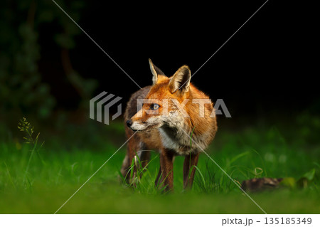 Red fox standing on green grass in meadow 135185349