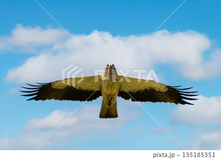 Booted eagle in flight with wings fully spread against a blue sky Booted eagle in flight with wings fully spread against a blue sky 135185351