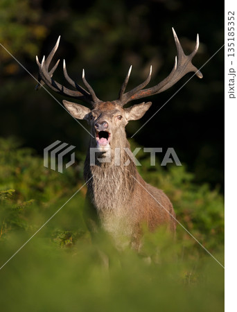 Portrait of a Red deer stag roaring during autumn rut 135185352