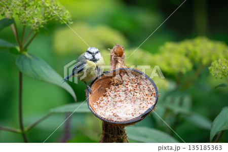 Blue tit chick feeding from suet filled coconut bird feeder in garden 135185363
