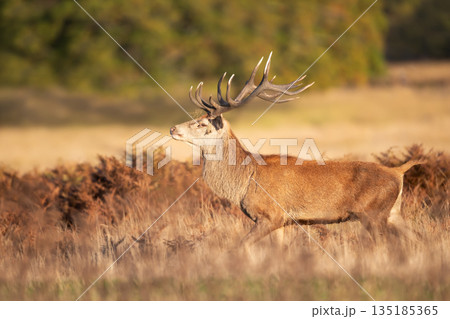Majestic red deer stag with large antlers walking in autumn meadow 135185365
